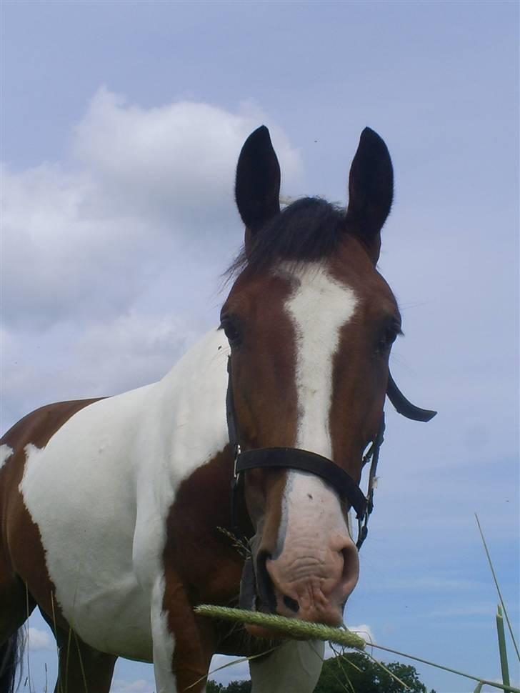 Pinto Ny Østergaard´s Mowgli  billede 6