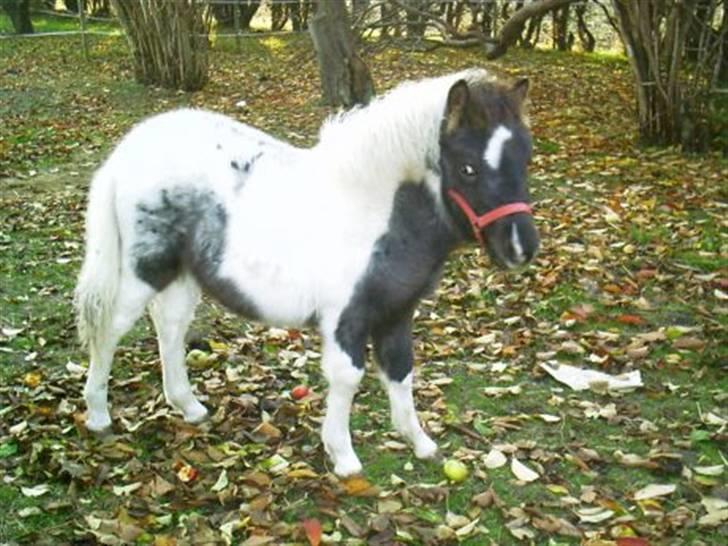Shetlænder Pony Margrethe  - Hendes første føl lavet med knabstrupperhingst - Pony Dagmar lidt Royal har man vel lov at være billede 12