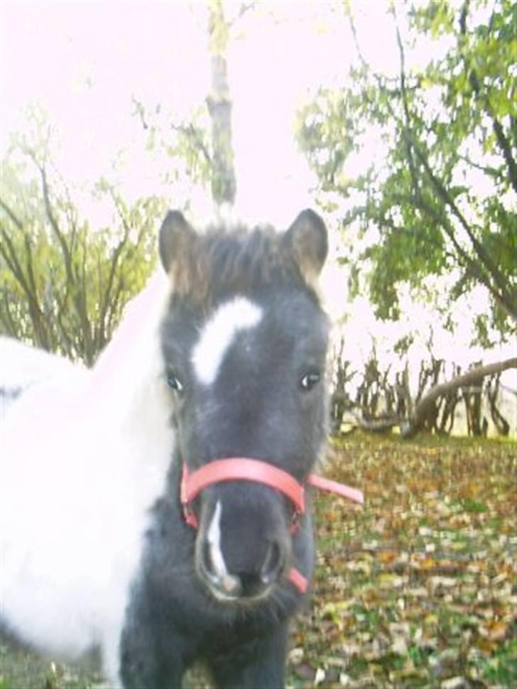 Shetlænder Pony Margrethe  - Hendes første føl lavet med knabstrupperhingst - Pony Dagmar lidt Royal har man vel lov at være billede 13