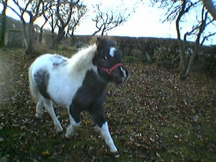 Shetlænder Pony Margrethe  - Hendes første føl lavet med knabstrupperhingst - Pony Dagmar lidt Royal har man vel lov at være billede 14