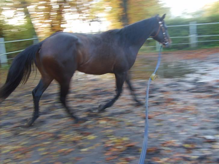 Quarter Tee Jay Super Boons*solgt* billede 15