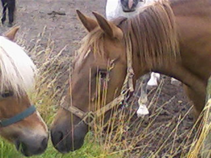 Anden særlig race Oliver - Prinsen tidl. pony billede 9