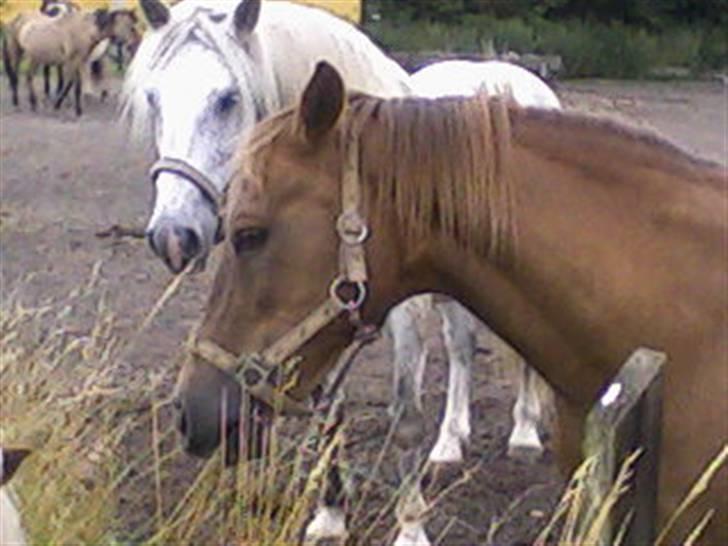 Anden særlig race Oliver - Prinsen tidl. pony billede 10