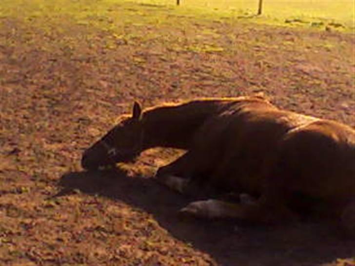 Anden særlig race Oliver - Prinsen tidl. pony billede 11