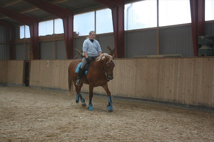 Anden særlig race Ellgaard´s Buddy Butz  billede 16