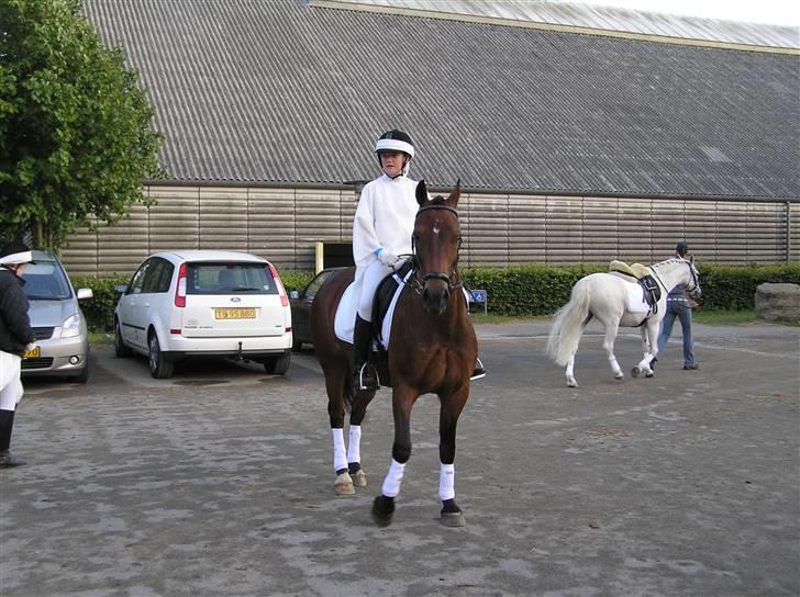 Welsh Partbred (Sec F) Siem´s Chirocco - solgt - FLOT FYR!! taget af Helle Bakmann på Vilhemsborg. Jeg ser lidt underlig ud! billede 2