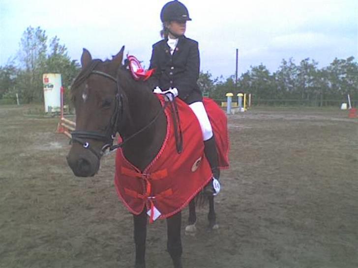 Welsh Partbred (Sec F) Siem´s Chirocco - solgt - Blev områdemester billede 5