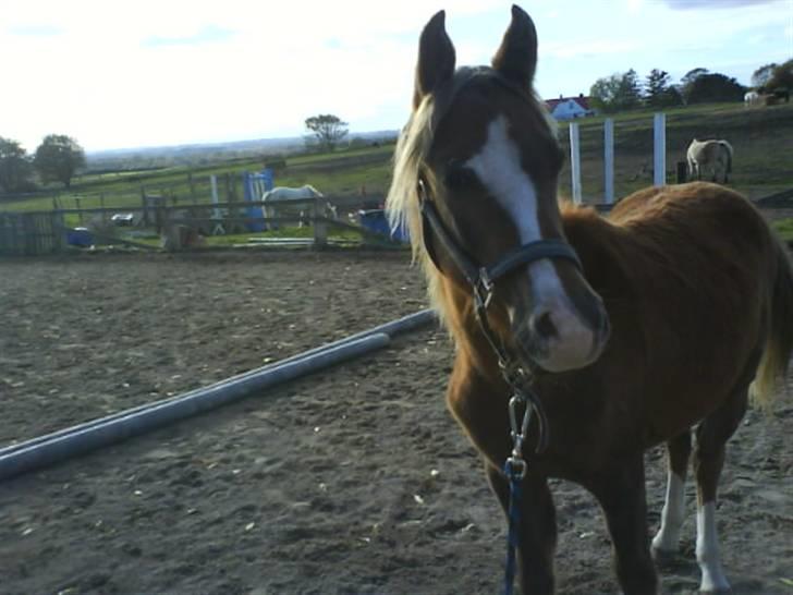 Anden særlig race Karlsbjerggårds Minagetzo billede 1