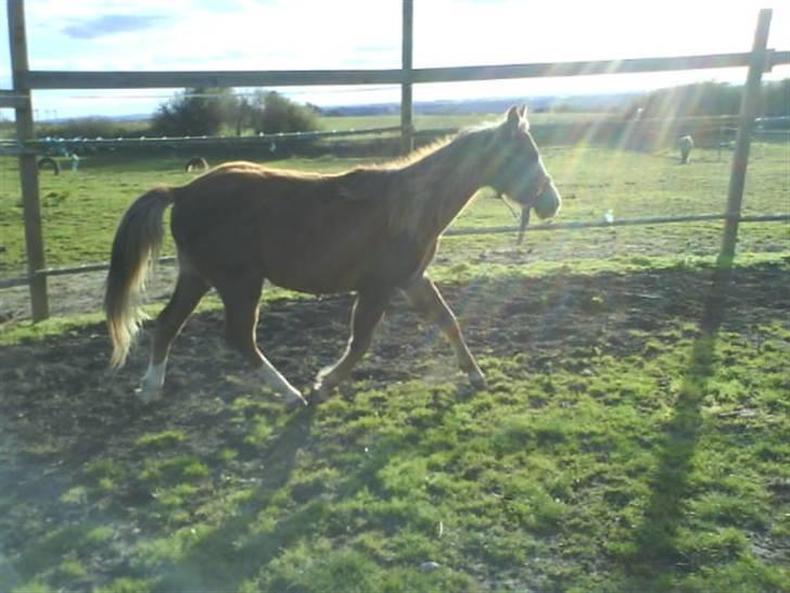 Anden særlig race Karlsbjerggårds Minagetzo billede 2