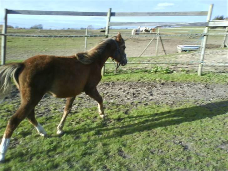 Anden særlig race Karlsbjerggårds Minagetzo billede 3