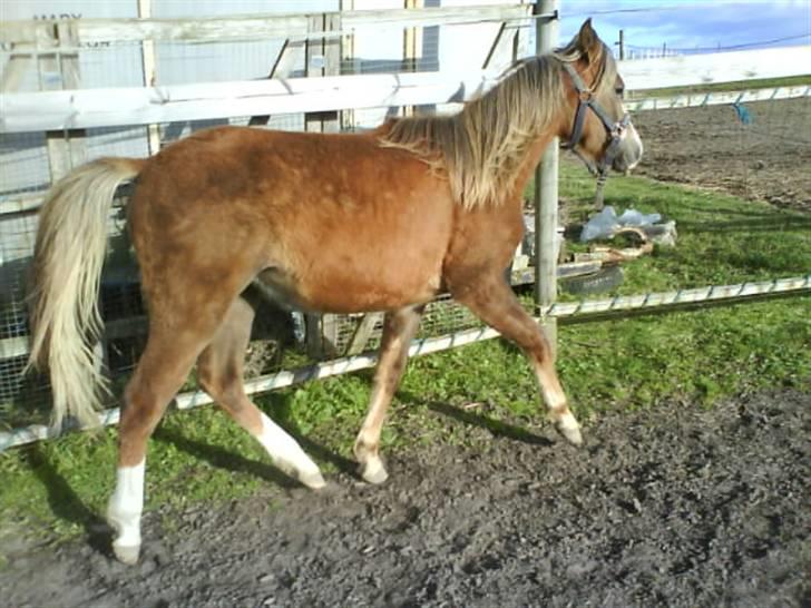 Anden særlig race Karlsbjerggårds Minagetzo billede 4