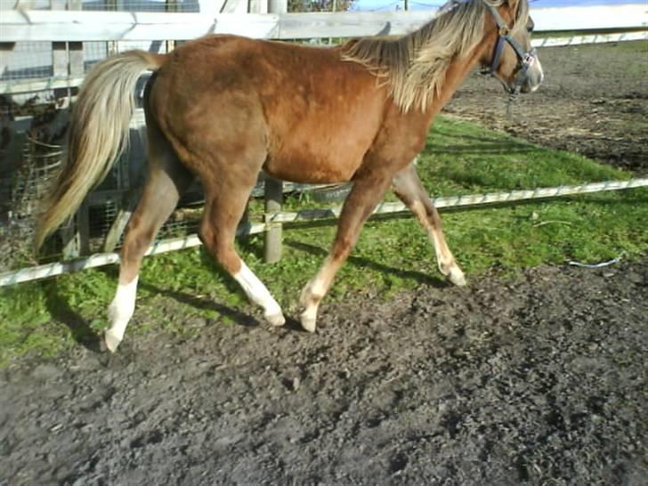 Anden særlig race Karlsbjerggårds Minagetzo billede 5