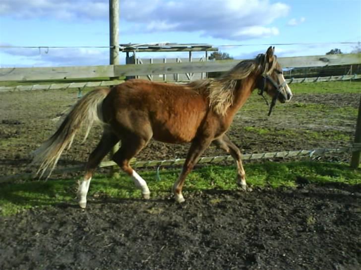 Anden særlig race Karlsbjerggårds Minagetzo billede 6