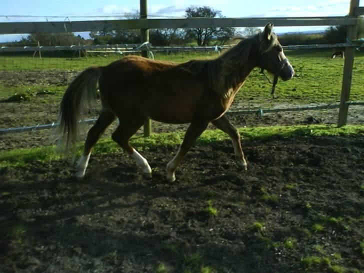 Anden særlig race Karlsbjerggårds Minagetzo billede 7
