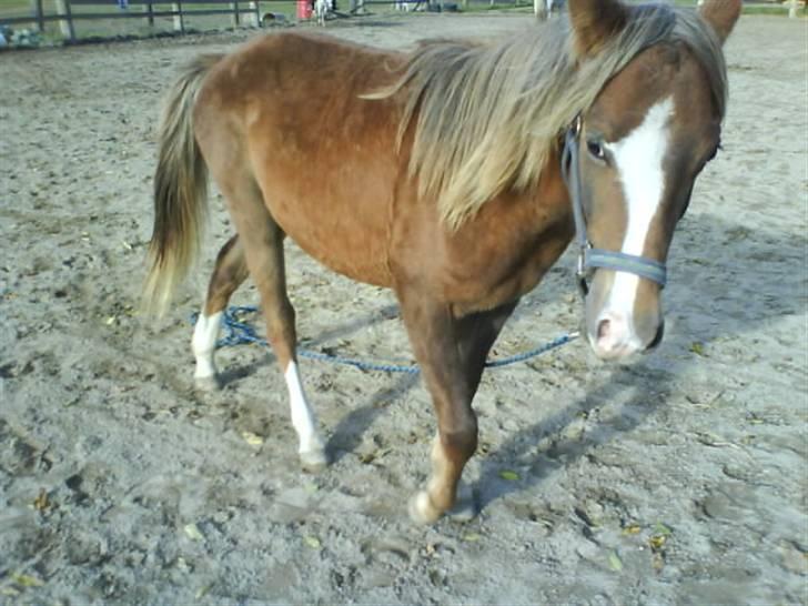 Anden særlig race Karlsbjerggårds Minagetzo billede 8