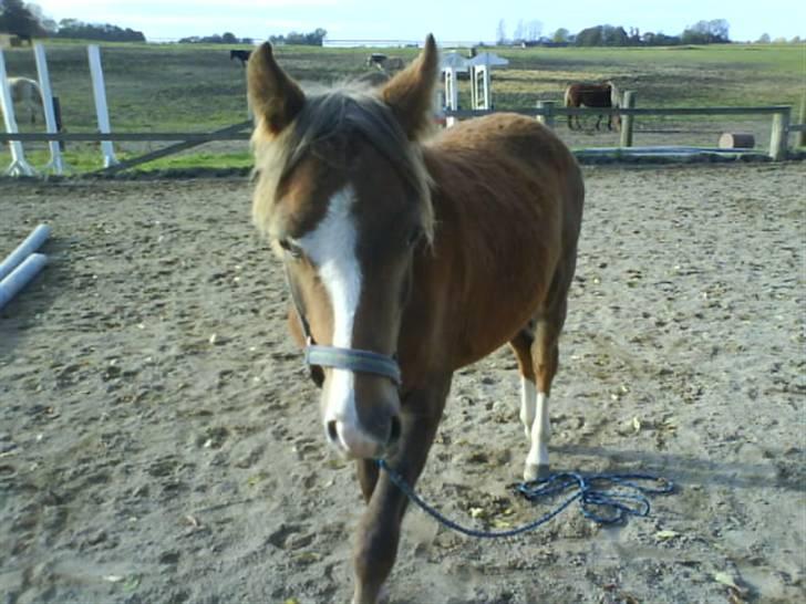 Anden særlig race Karlsbjerggårds Minagetzo billede 9