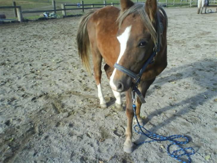 Anden særlig race Karlsbjerggårds Minagetzo billede 10