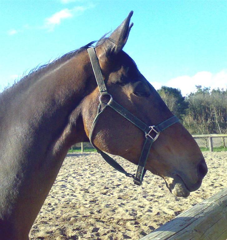 Anden særlig race Tanok - tanok min dejlige dreng <3 billede 1