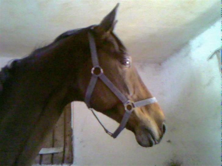 Anden særlig race Tanok - tanok jeg holder virkelig meget af dig <3 billede 2