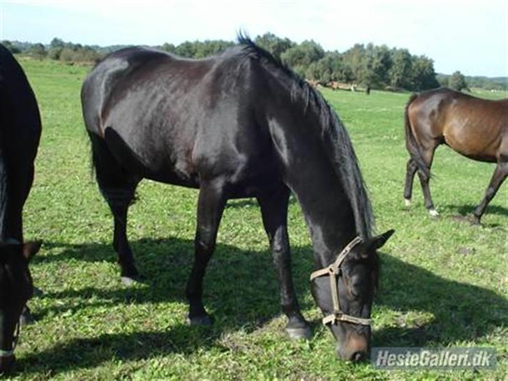 Anden særlig race Tanok - elida tanoks kæreste + tanok er i baggrunden til højere billede 3