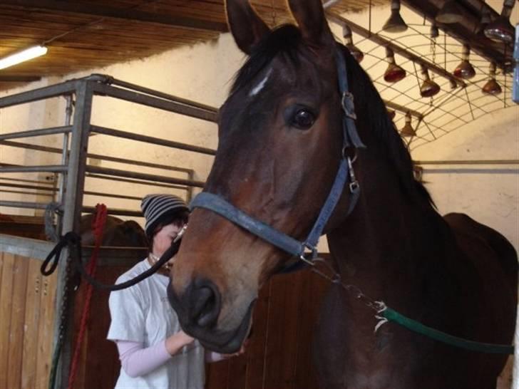 Anden særlig race Tanok - mig og tanok billede 4