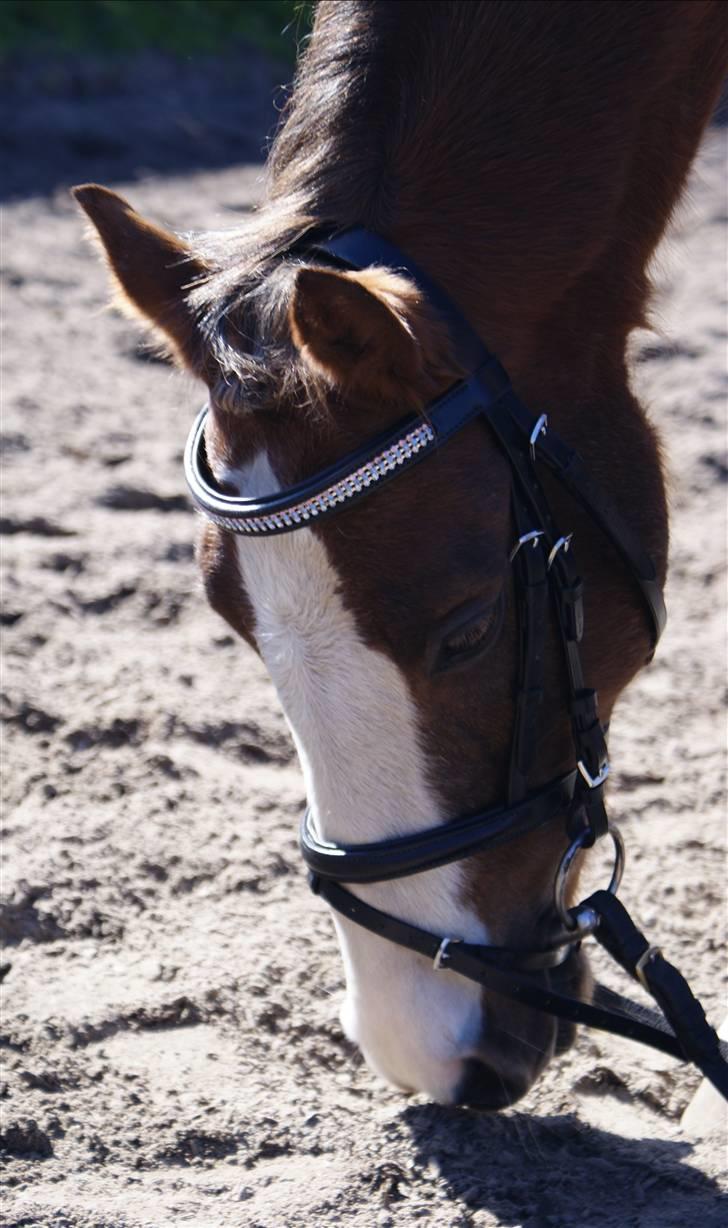 Anden særlig race Chinchika - R.I.P. - Elsker dig<3 "mmh, sand smager goodt!" billede 4