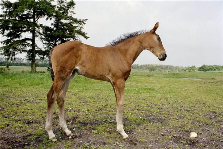 Holstener Vestergårdens La Luna - Her er hun vist 1-2 månder gammel. billede 4