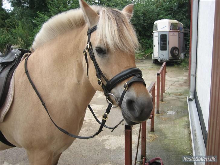 Fjordhest Frida  Vinstrup billede 19