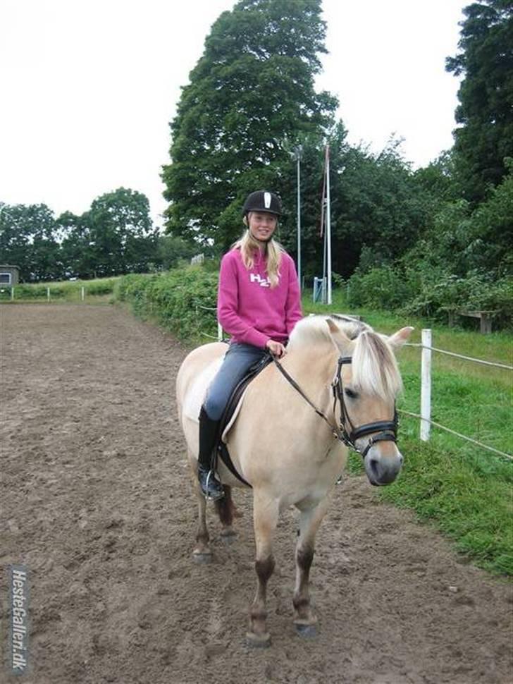 Fjordhest Frida  Vinstrup billede 20