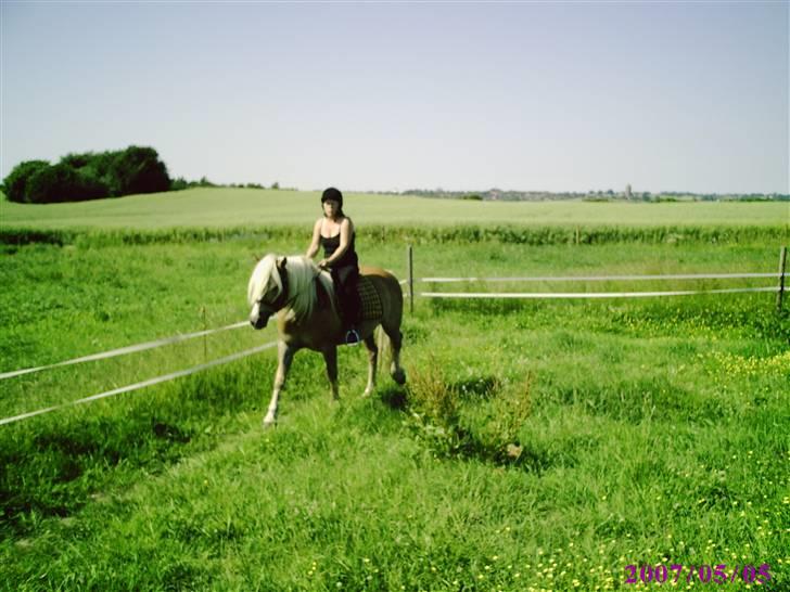 Haflinger TROJA W billede 1