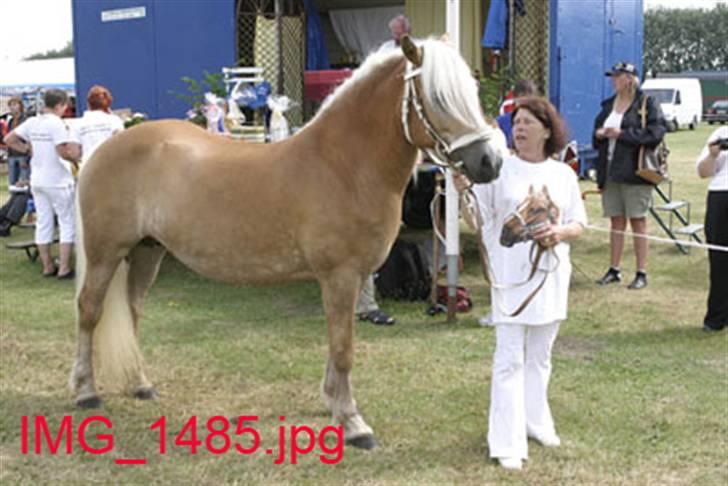 Haflinger TROJA W billede 2