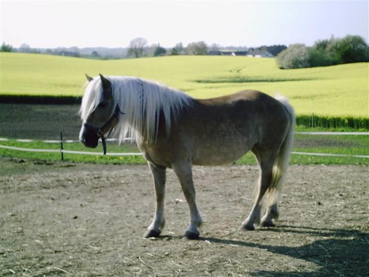 Haflinger TROJA W billede 3