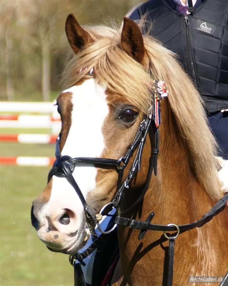 Irish Cob sjors, SOLGT;*( - velkommen til sjors profil billede 1