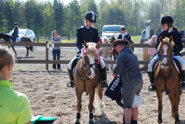 Irish Cob sjors, SOLGT;*( -  igang med og få dækken på vi blev klubmester jubii:D billede 2