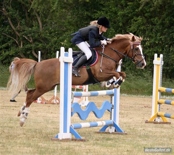 Irish Cob sjors, SOLGT;*( - mig og sjorsen springer i la´en billede 3