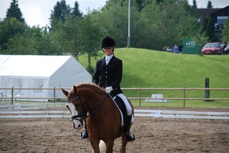 Irish Cob sjors, SOLGT;*( - lb2  billede 4