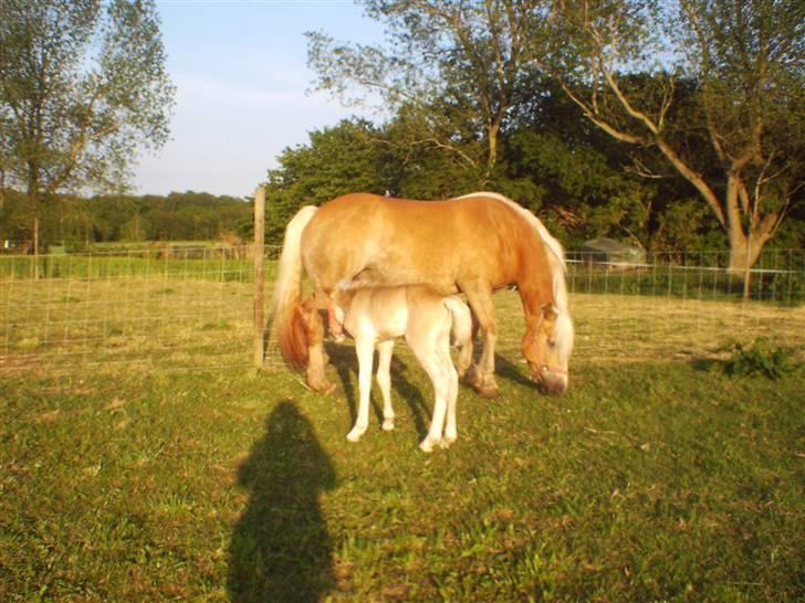 Haflinger TROJA W billede 4