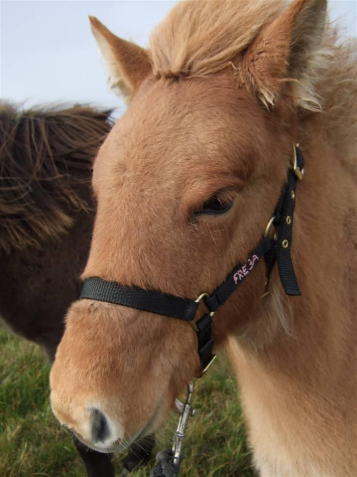 Islænder Freja fra Højbjerg - Så lykkedes det at få grime på, men det er lidt farligt og Freja synes det er bedst t stå helt stille :o) billede 11