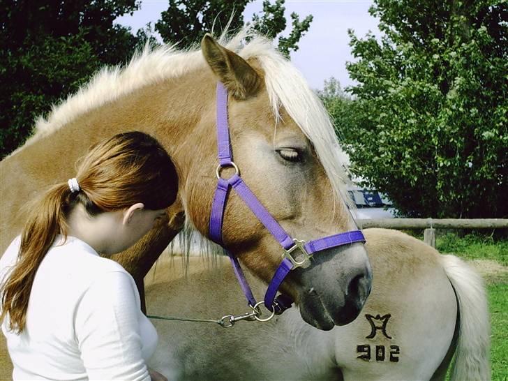 Haflinger TROJA W billede 5