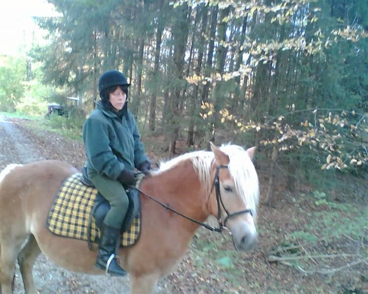 Haflinger TROJA W billede 6