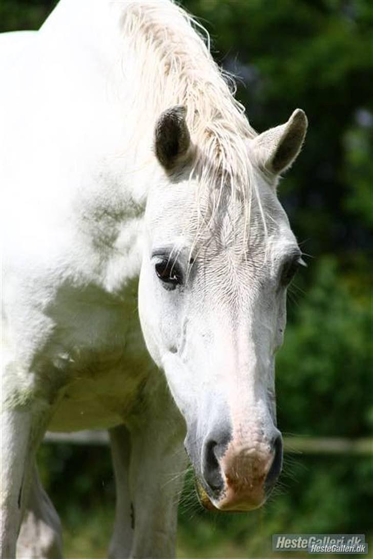 Welsh Pony (sec B) Kruchovs Dondey billede 9