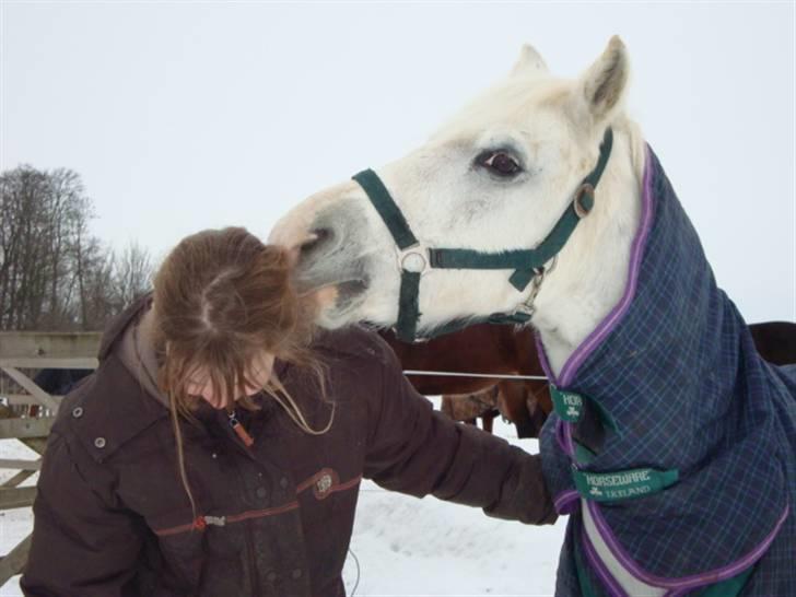 Welsh Pony (sec B) Kruchovs Dondey billede 11