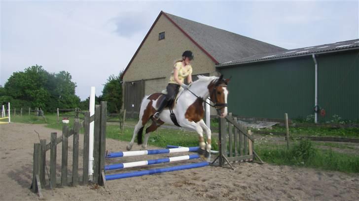 Pinto Ny Østergaard´s Mowgli  - vi springer :) billede 11