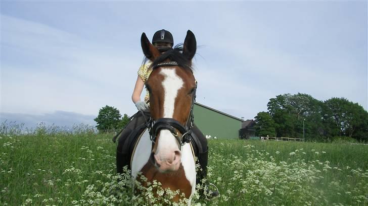 Pinto Ny Østergaard´s Mowgli  billede 14
