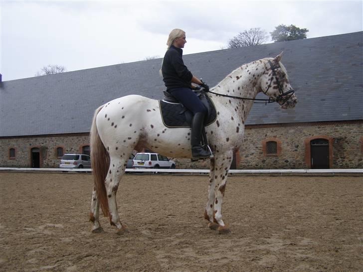 Knabstrupper Coco's Cognac SOLGT billede 8