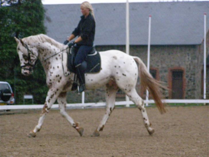 Knabstrupper Coco's Cognac SOLGT billede 9