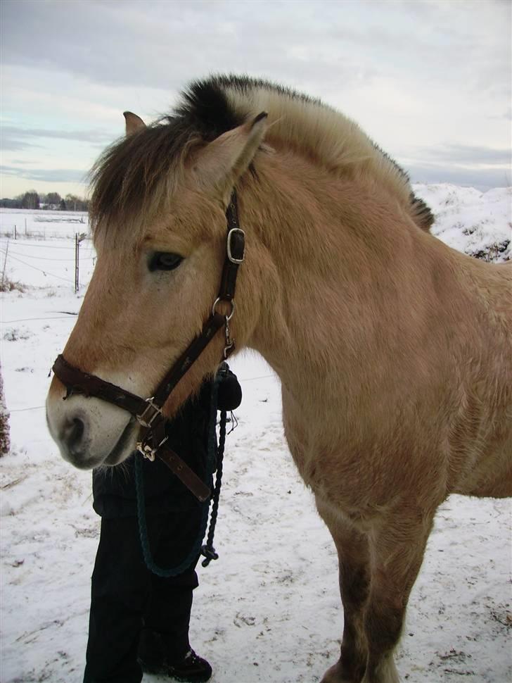 Fjordhest Julius billede 1