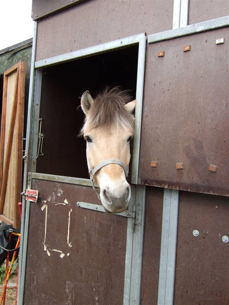 Fjordhest Julius billede 2