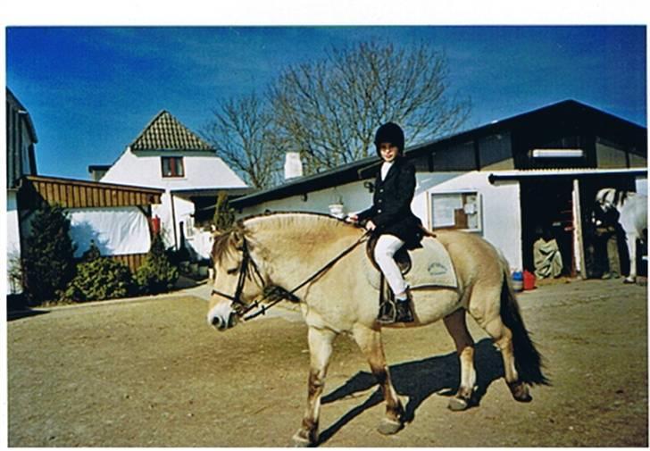 Fjordhest Julius billede 3