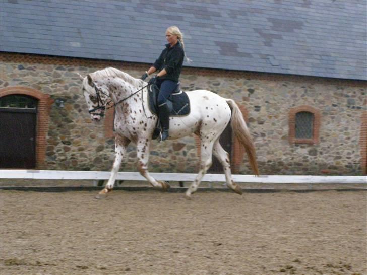 Knabstrupper Coco's Cognac SOLGT billede 10